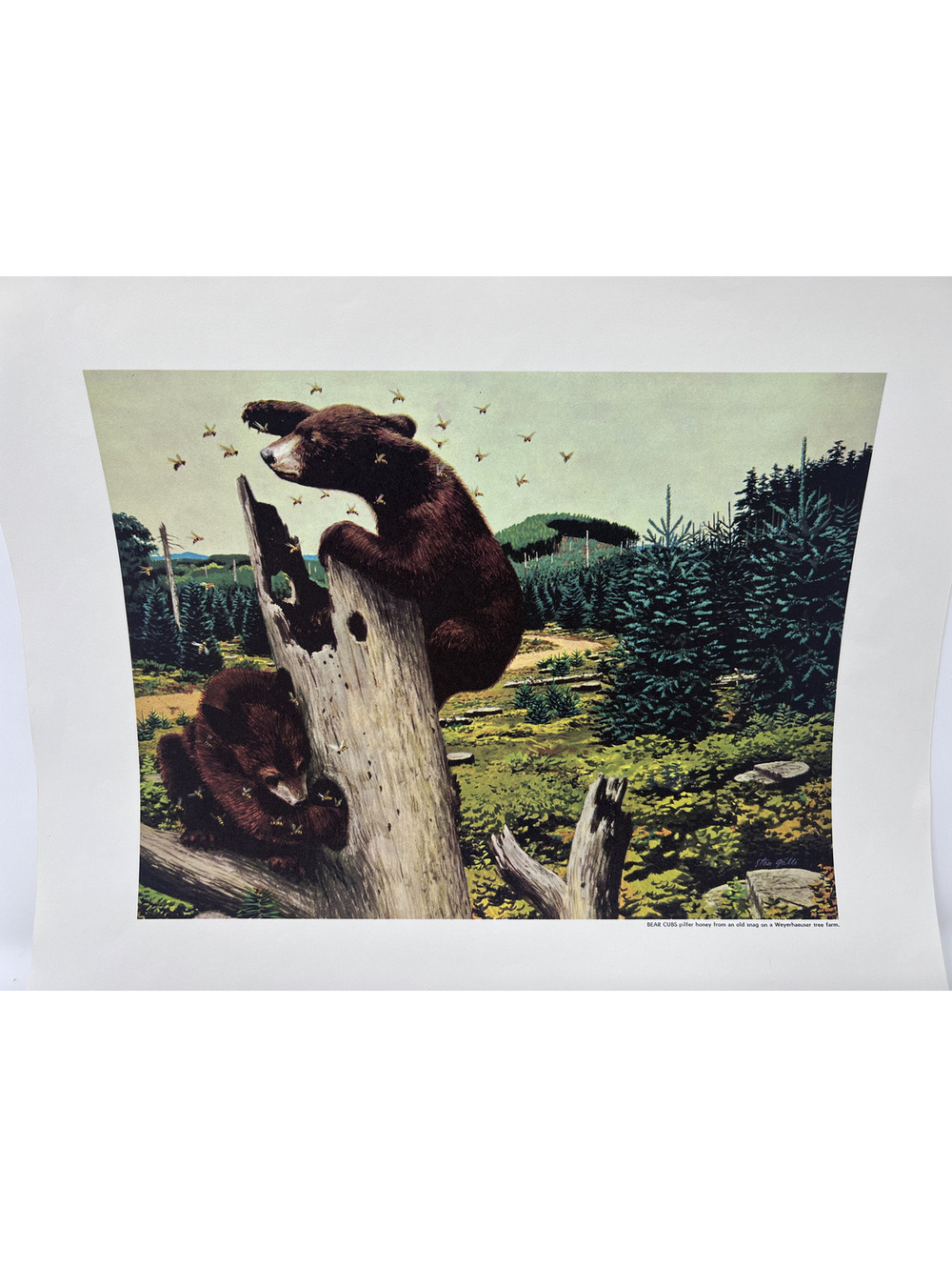 Vintage Bear Cubs Print on Weyerhaeuser Tree Farm